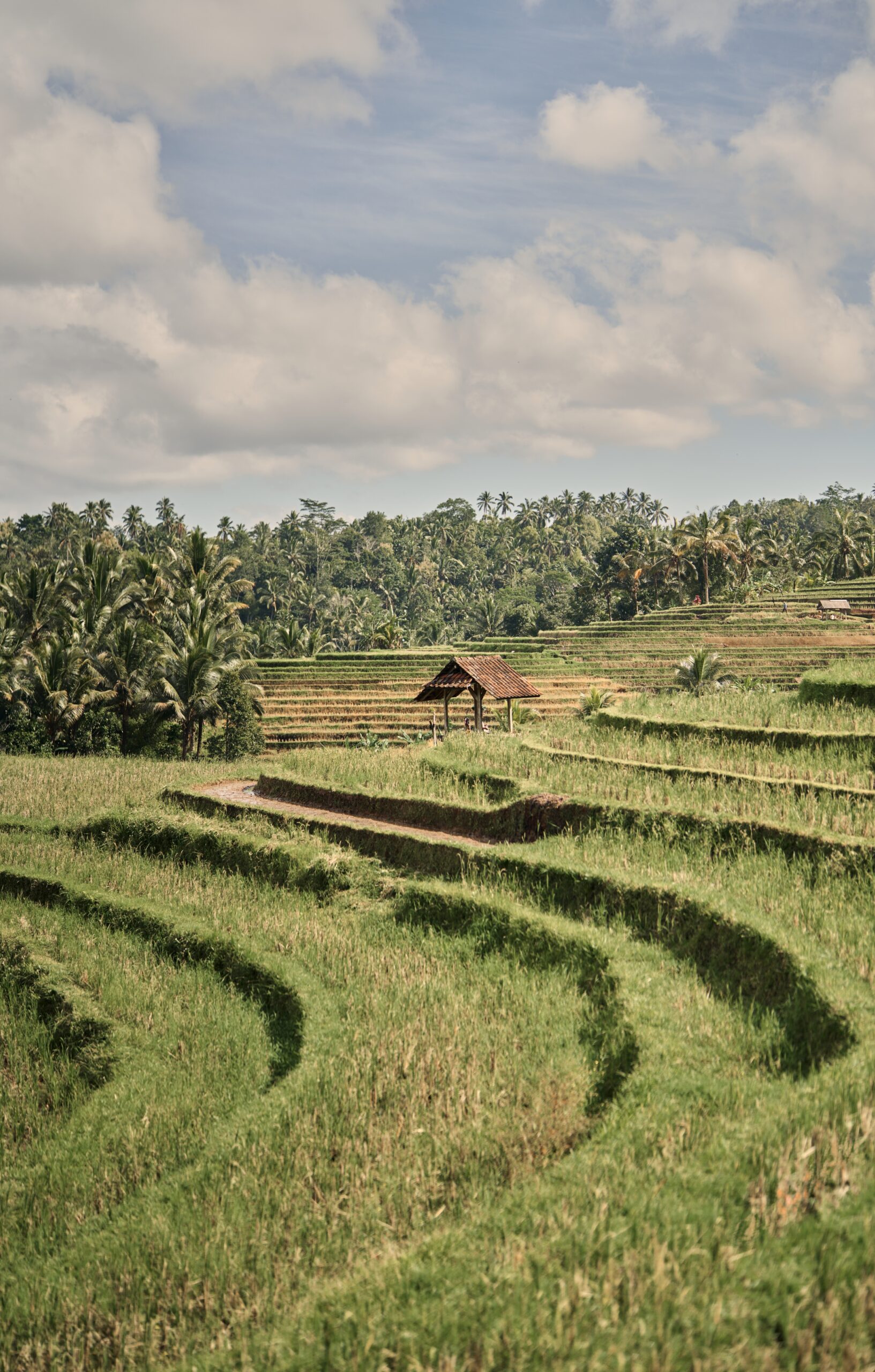 the fernweh - bali